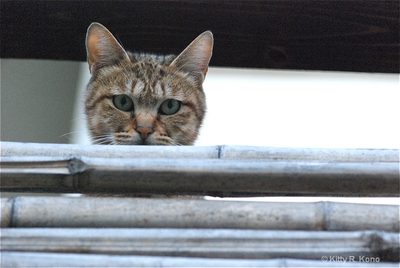 Staring Contest Cat - ID: 7719322 © Kitty R. Kono