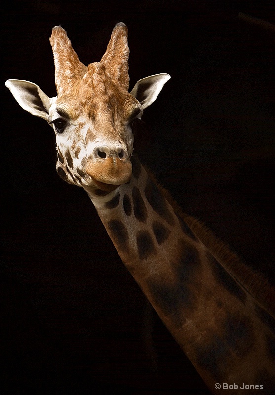 Giraffe at the Door