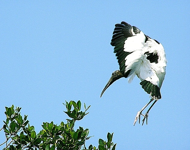 Wood Stork Windy Landing