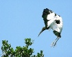 Wood Stork Windy ...
