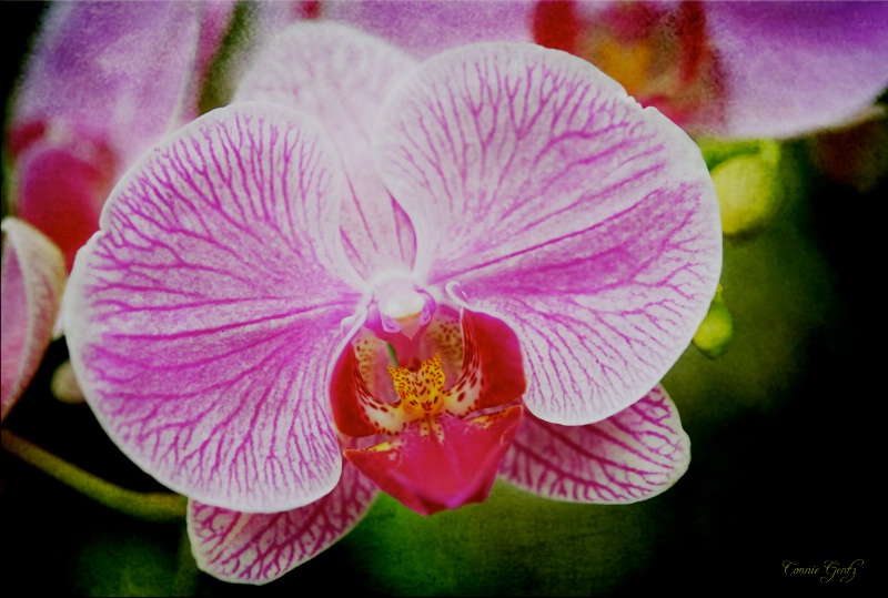 Connie's Orchid