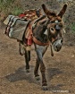 Packing Donkey