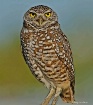 Burrowing Owl