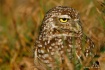 Burrowing Owl II