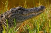 Gator