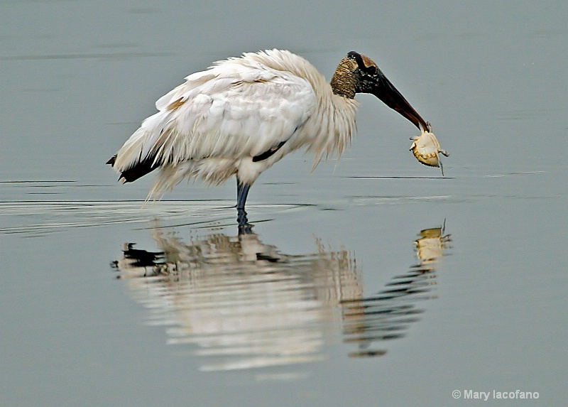 Wood Stork and Crab