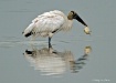 Wood Stork and Cr...