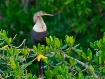 Female Anhinga
