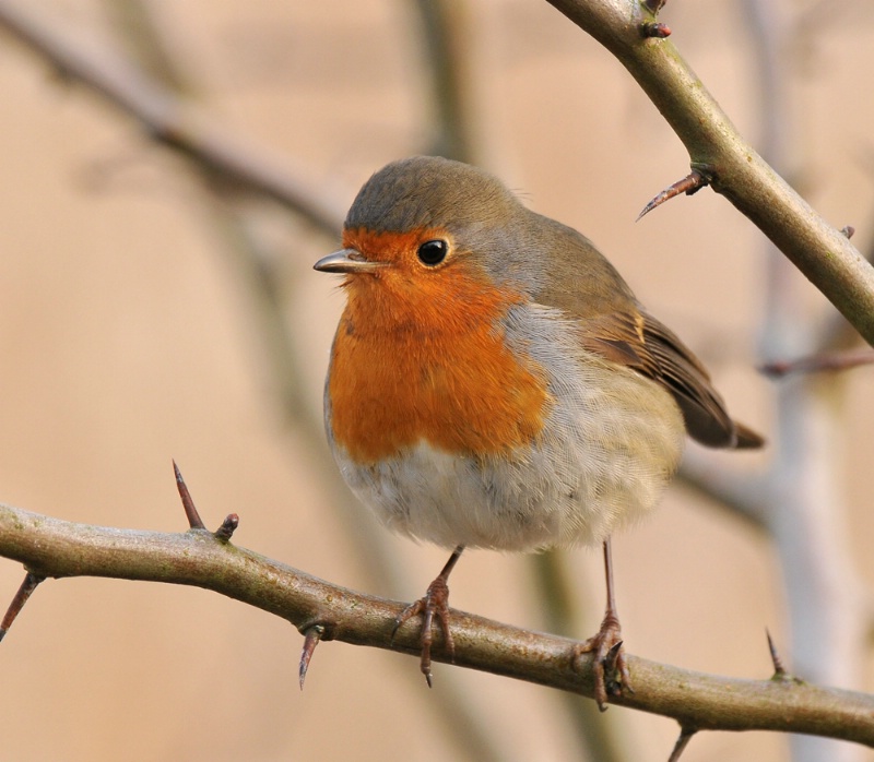 Robin