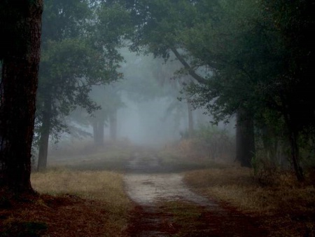 Foggy Trail