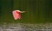 Roseate Spoonbill...