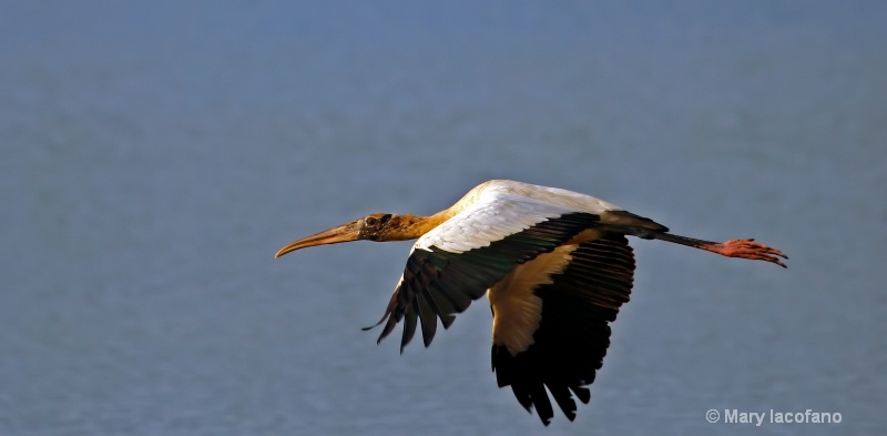 Wood Stork in Flight