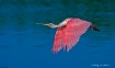 Roseate Spoonbill...