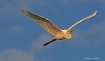 Great White Egret...