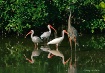 Great Blue Heron ...