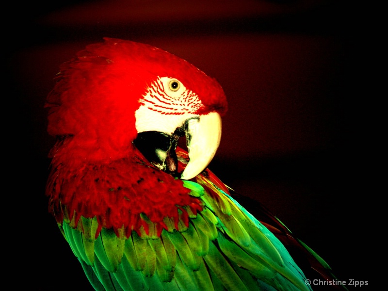 Green Winged Macaw I