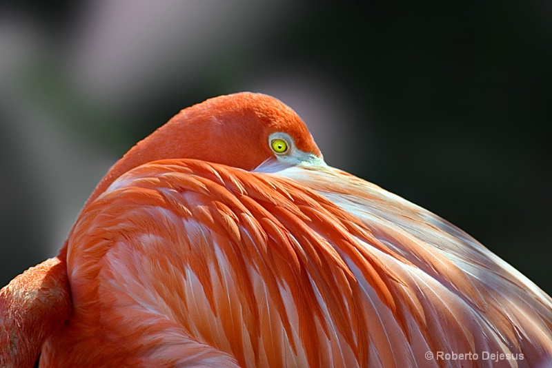 flamingo-16-by-24