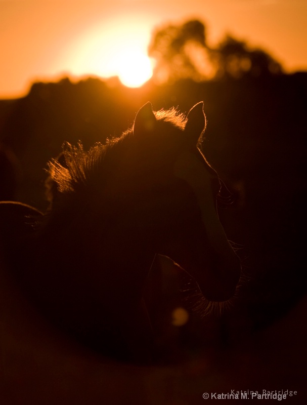 Foal at sunset