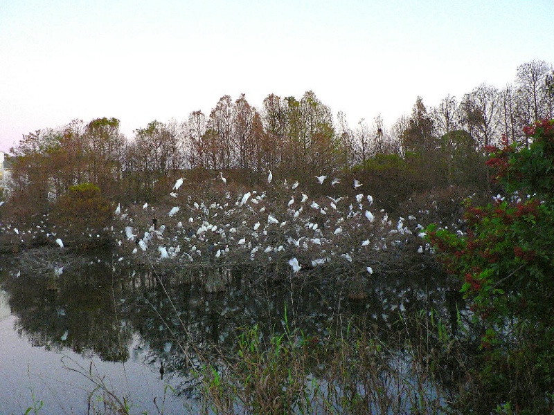 Rookery Pond