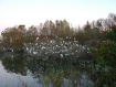 Rookery Pond