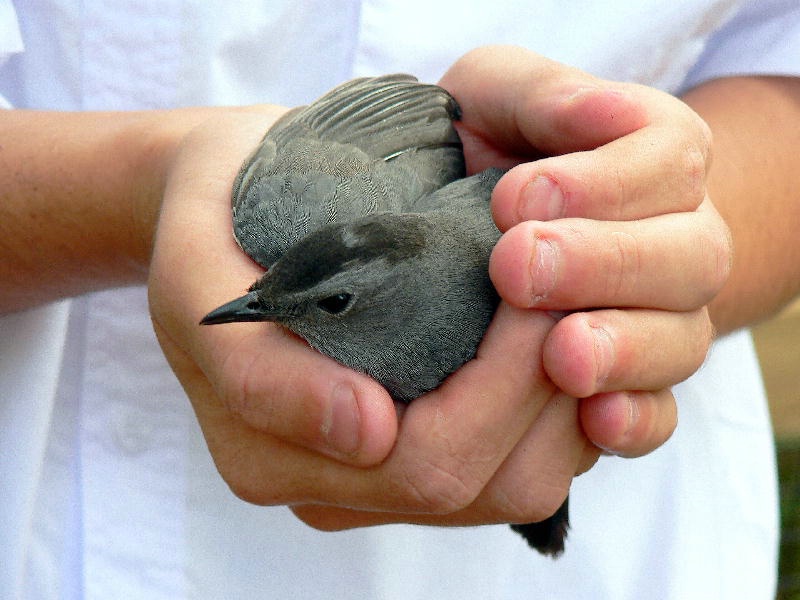 A Bird in the Hand