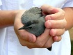 A Bird in the Han...