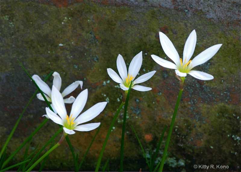 Little White Flowers in Aoyama Cemetery - ID: 7726630 © Kitty R. Kono
