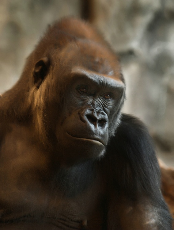 Great Ape