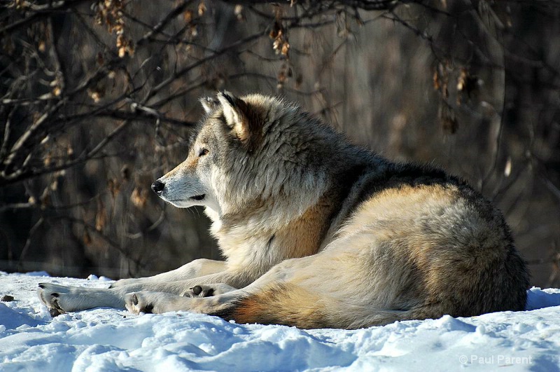 Snow Wolf - ID: 7727109 © paul parent