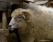 A Very Fine Sheep
