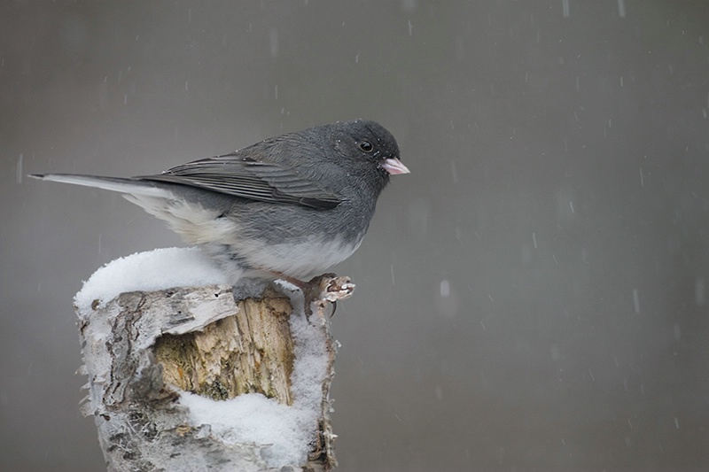 Junco in Snow