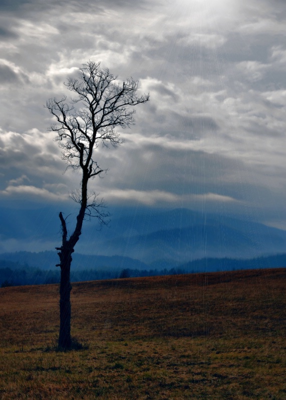 Smoky Mountains Lone Tree