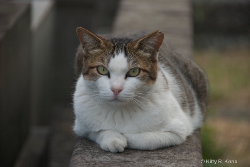 Smart Cat - ID: 7732989 © Kitty R. Kono