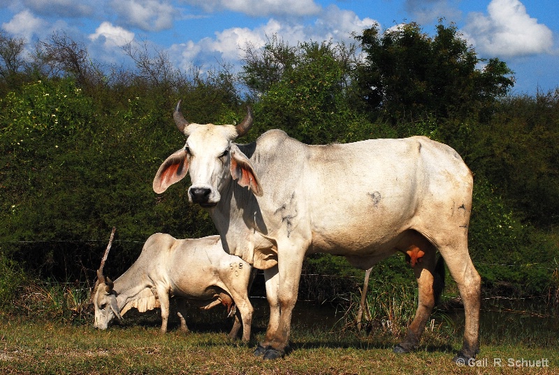 Brahma Cows