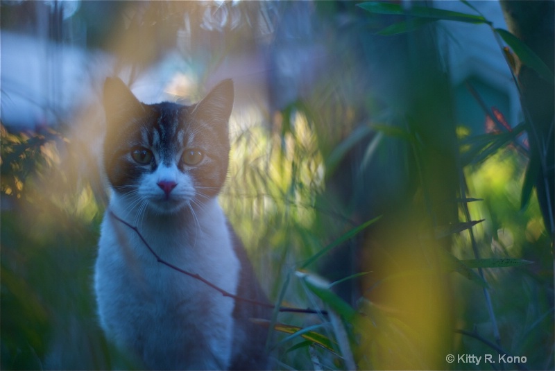 Hiding in the Grass Cat - ID: 7735787 © Kitty R. Kono