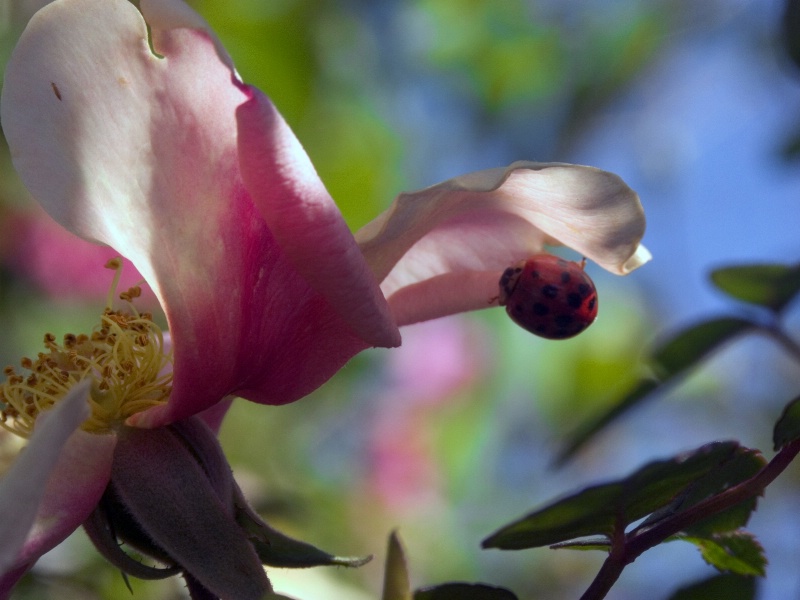 Lady Bug Beauty