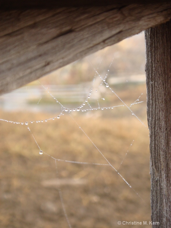 dewy web