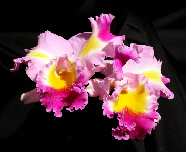 Orchid Jan 09