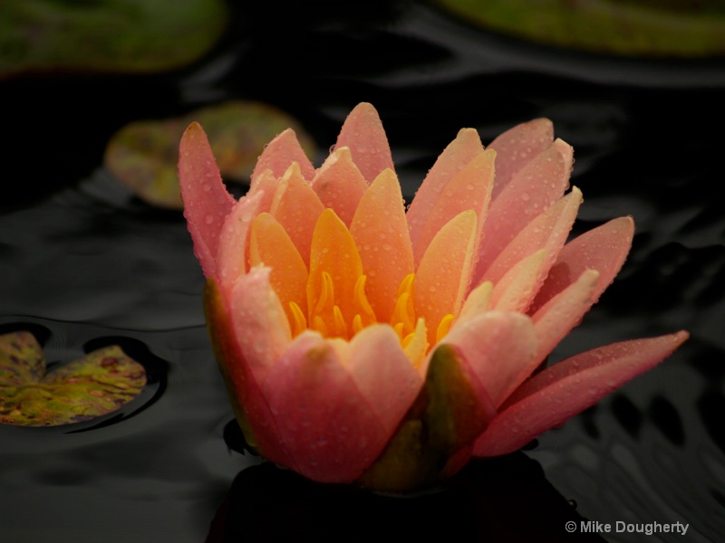 peach water lilly