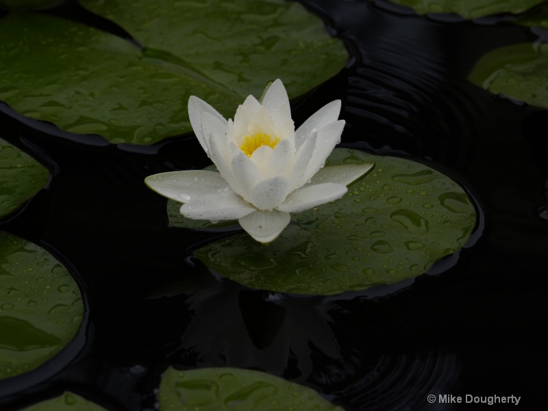 white water lilly