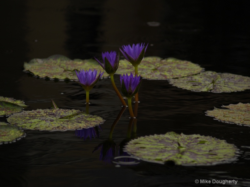 purple water lillies
