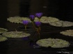 purple water lill...