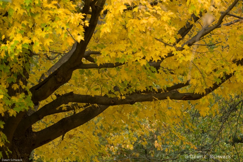 Tree of Gold - ID: 7739851 © Dawn Schwack