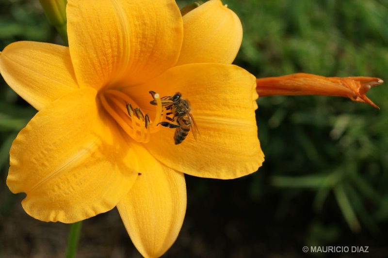 Bee hungry - ID: 7740098 © Mauricio Diaz