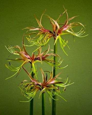 Cybister Amaryllis