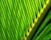 Blades of Green