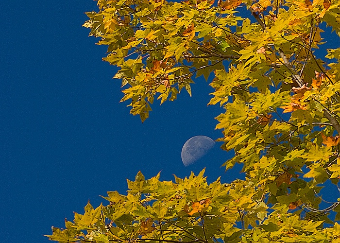 Moon and Sugar Maple, Cranberry Glades Visitors Ct - ID: 7743586 © george w. sharpton