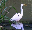 Wading