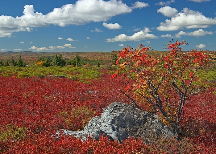 Mt. Ash, Dolly Sods Wilderness Area - ID: 7743723 © george w. sharpton