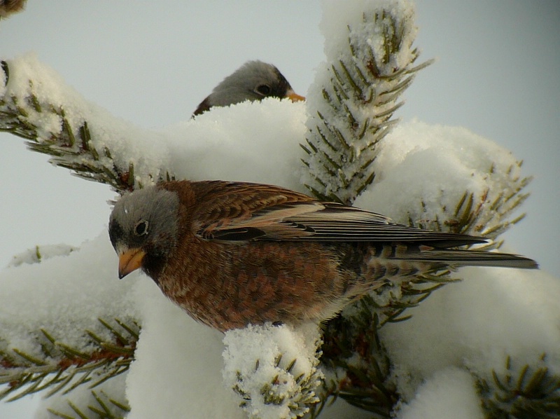 GRAY-CROWNED ROSY-FINCH - by Evan G. Houston - ID: 7743786 © John Tubbs